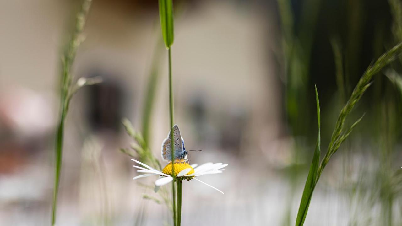 Natura Boutique Chalet Wellness Spa Hotel Dobbiaco Exterior foto